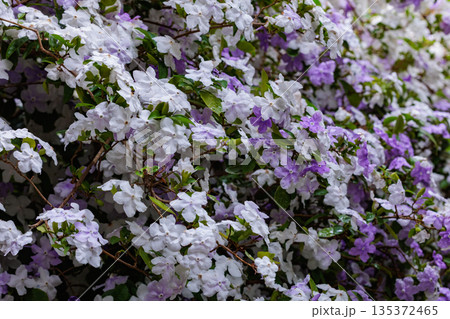 非常に良い香りのアメリカジャスミンの花 非常に良い香りのアメリカジャスミンの花 135372465