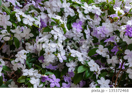 非常に良い香りのアメリカジャスミンの花 非常に良い香りのアメリカジャスミンの花 135372468