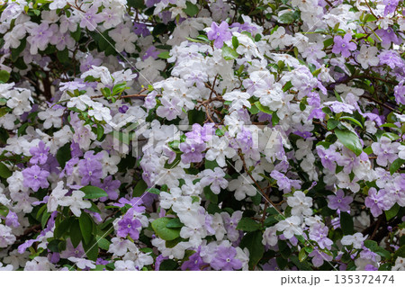 非常に良い香りのアメリカジャスミンの花 非常に良い香りのアメリカジャスミンの花 135372474
