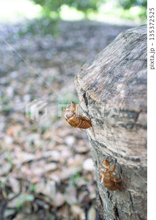 蝉の抜け殻 135372525