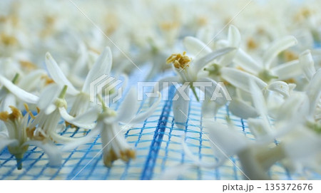 みかんの花 みかんの花 135372676