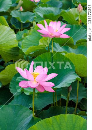 夏の早朝の池に美しく咲くピンク色のハスの花 135372898