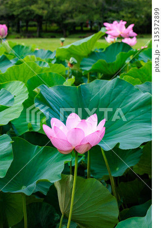 夏の早朝の池に美しく咲くピンク色のハスの花 夏の早朝の池に美しく咲くピンク色のハスの花 135372899