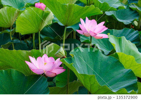 夏の早朝の池に美しく咲くピンク色のハスの花 夏の早朝の池に美しく咲くピンク色のハスの花 135372900