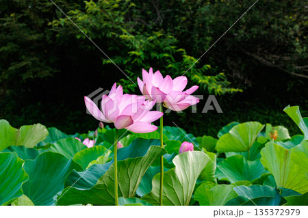 早朝の池に咲く美しいハスの花の光景 早朝の池に咲く美しいハスの花の光景 135372979