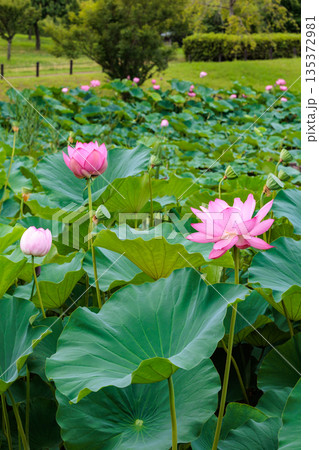早朝の池に咲く美しいハスの花の光景 早朝の池に咲く美しいハスの花の光景 135372981