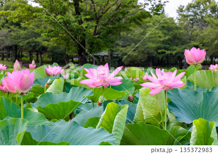 早朝の池に咲く美しいハスの花の光景 135372983