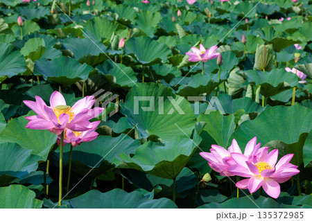早朝の池に咲く美しいハスの花の光景 135372985