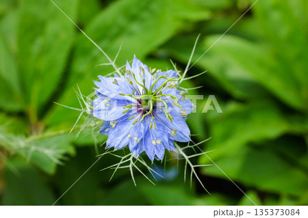 ガーデンで咲く美しいブルーのニゲラの花のクローズアップ 135373084