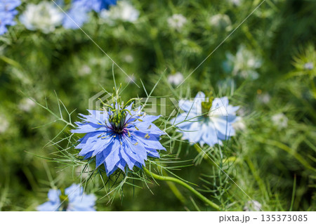 ガーデンで咲く美しいブルーのニゲラの花のクローズアップ 135373085