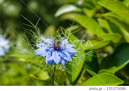 ガーデンで咲く美しいブルーのニゲラの花のクローズアップ 135373086