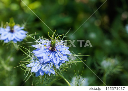 ガーデンで咲く美しいブルーのニゲラの花のクローズアップ 135373087