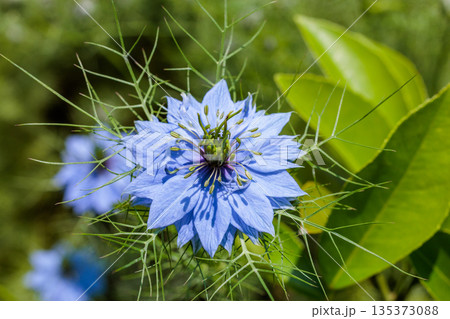 ガーデンで咲く美しいブルーのニゲラの花のクローズアップ 135373088