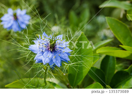 ガーデンで咲く美しいブルーのニゲラの花のクローズアップ 135373089