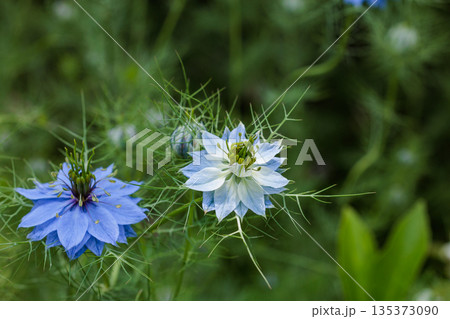 ガーデンで咲く美しいブルーのニゲラの花のクローズアップ 135373090