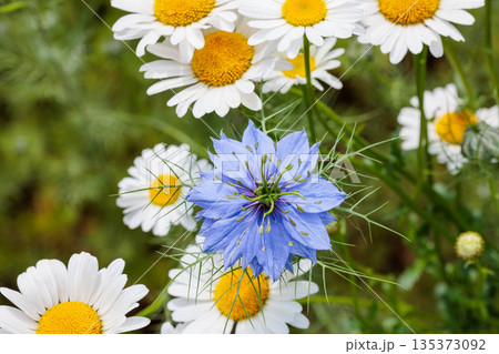 ガーデンで咲く美しいブルーのニゲラの花のクローズアップ 135373092