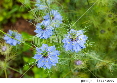 ガーデンで咲く美しいブルーのニゲラの花のクローズアップ 135373095
