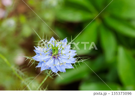 ガーデンで咲く美しいブルーのニゲラの花のクローズアップ ガーデンで咲く美しいブルーのニゲラの花のクローズアップ 135373096