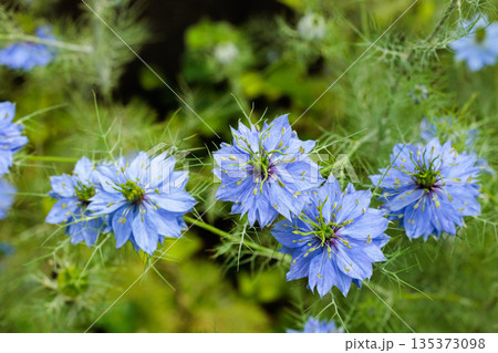 ガーデンで咲く美しいブルーのニゲラの花のクローズアップ 135373098