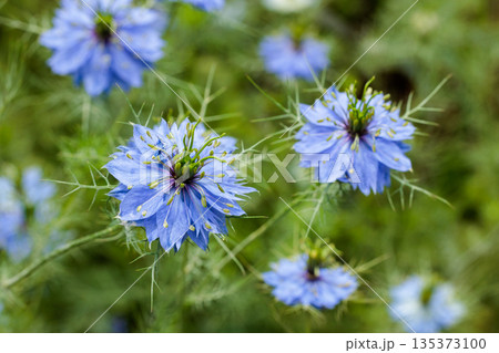 ガーデンで咲く美しいブルーのニゲラの花のクローズアップ 135373100