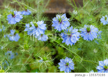 ガーデンで咲く美しいブルーのニゲラの花 ガーデンで咲く美しいブルーのニゲラの花 135373193