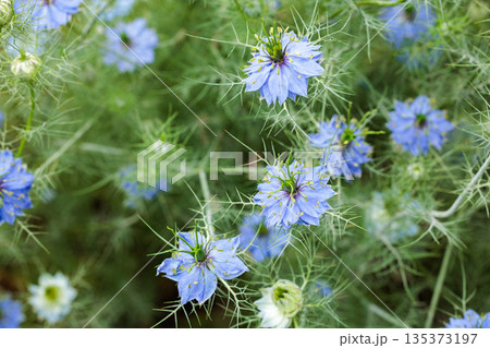 ガーデンで咲く美しいブルーのニゲラの花 ガーデンで咲く美しいブルーのニゲラの花 135373197