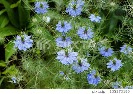 ガーデンで咲く美しいブルーのニゲラの花 ガーデンで咲く美しいブルーのニゲラの花 135373199