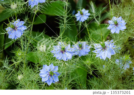 ガーデンで咲く美しいブルーのニゲラの花 ガーデンで咲く美しいブルーのニゲラの花 135373201