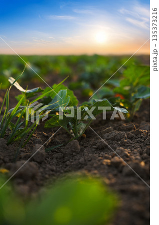 Young rapeseed seedlings growing in soil at sunset with soft focus background and warm natural light Young rapeseed seedlings growing in soil at sunset with soft focus background and warm natural light 135373216