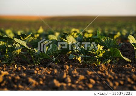 Young rapeseed seedlings growing in cultivated farmland soil under soft sunlight with blurred rural horizon Young rapeseed seedlings growing in cultivated farmland soil under soft sunlight with blurred rural horizon 135373223