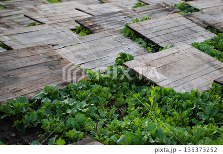 Heliciculture field with young oilseed vegetation and wooden shelter structures, eco-friendly snail farming landscape Heliciculture field with young oilseed vegetation and wooden shelter structures, eco-friendly snail farming landscape 135373252