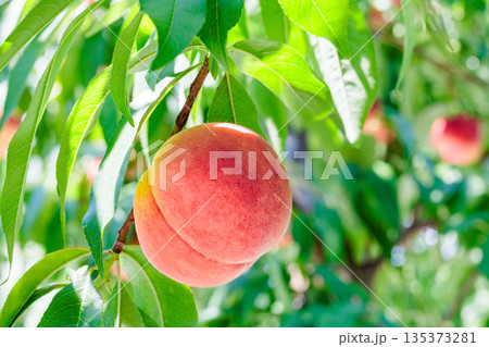 夏の果樹園の新鮮で甘い桃のクローズアップ 135373281