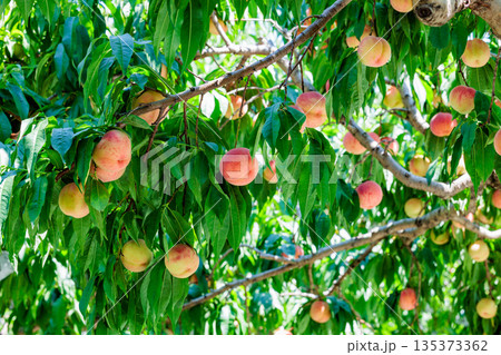 果樹園でたくさん実ったおいし桃  135373362