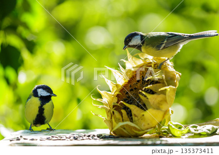 Little birds feeding sunflower seeds from dry flower. Great tit 135373411