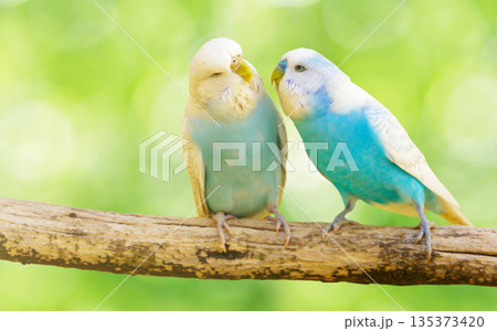 colorful budgerigars perching on branch of tree on green background colorful budgerigars perching on branch of tree on green background 135373420