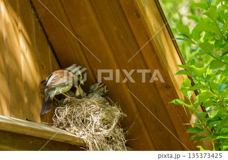 bird feeds its chicks in a nest. Songbird Thrush 135373425