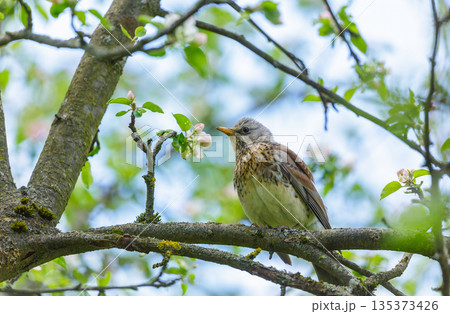 Bird perching on branch of blossom apple tree with flowers. Songbird thrush Bird perching on branch of blossom apple tree with flowers. Songbird thrush 135373426