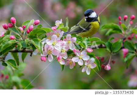 little bird perching on branch of blossom apple tree with pink flowers. Great tit 135373430
