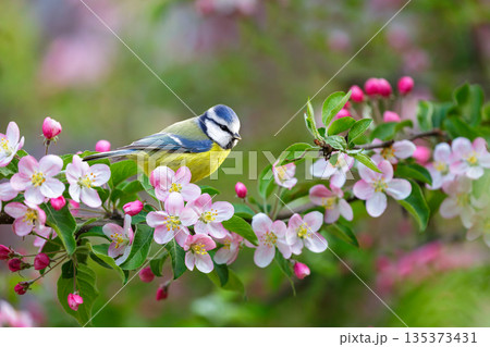 little bird perching on branch of blossom apple tree with pink flowers. Blue tit. Parus caeruleus little bird perching on branch of blossom apple tree with pink flowers. Blue tit. Parus caeruleus 135373431