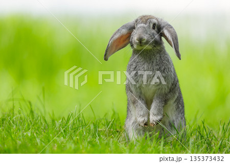little cute rabbit sitting in grass in a garden. Bunny on green background. Summer time little cute rabbit sitting in grass in a garden. Bunny on green background. Summer time 135373432