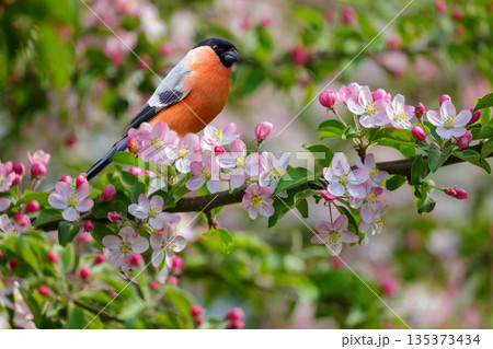 little bird perching on branch of blossom apple tree with pink flowers. Bullfinch. Pyrrhula pyrrhula little bird perching on branch of blossom apple tree with pink flowers. Bullfinch. Pyrrhula pyrrhula 135373434