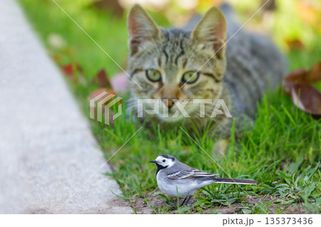 little wagtail bird perching in front of cat in green lawn. The cat hunts a bird 135373436