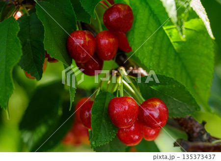fresh ripe cherries hanging on a tree in orchard garden fresh ripe cherries hanging on a tree in orchard garden 135373437