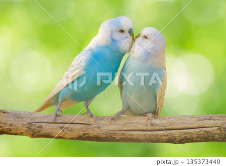 colorful budgerigars perching on branch of tree on green background colorful budgerigars perching on branch of tree on green background 135373440