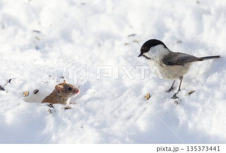 Small grey mouse peeking out from a snow hole and looks at chickadee bird. Winter time 135373441