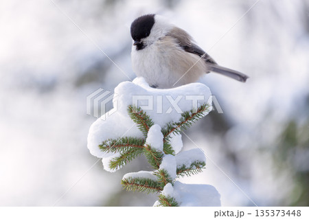 little bird perching on branch of snowy fir tree. Black capped chickadee little bird perching on branch of snowy fir tree. Black capped chickadee 135373448