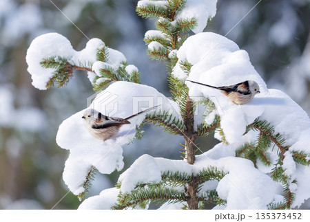 little birds perching on branch of snowy fir tree. Long tailed tit. Aegithalos caudatus little birds perching on branch of snowy fir tree. Long tailed tit. Aegithalos caudatus 135373452