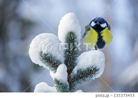bird perching on branch of snowy fir tree. Great tit, Parus major bird perching on branch of snowy fir tree. Great tit, Parus major 135373453