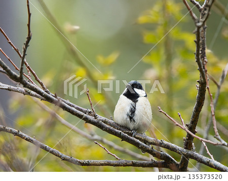 枝で休むシジュウカラ 枝で休むシジュウカラ 135373520