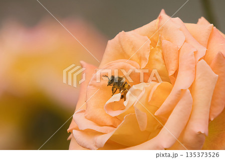 薔薇の花に止まるミツバチ 薔薇の花に止まるミツバチ 135373526